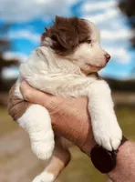 3 RTF  AKC, a female Australian Shepherd for sale in Georgia, GA – 6 of 8