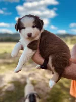 3 RTF  AKC, a female Australian Shepherd for sale in Georgia, GA – 5 of 8