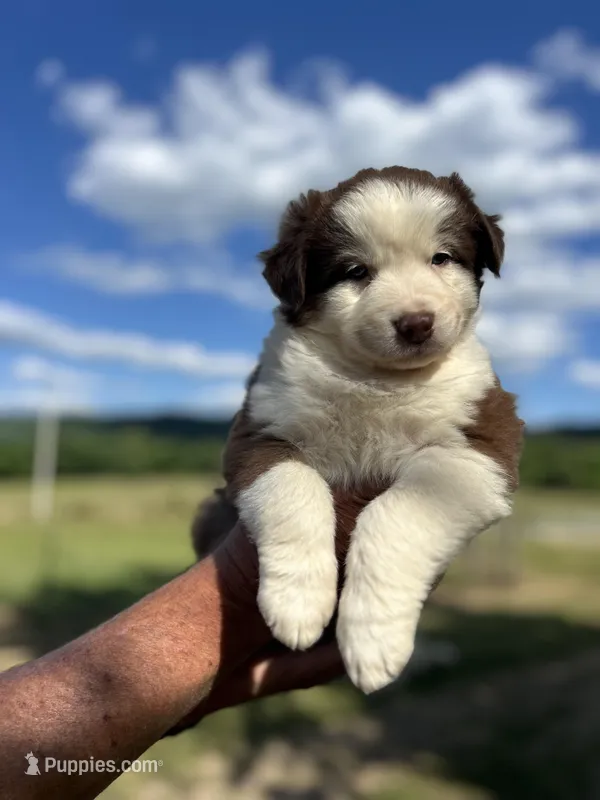 3 – Australian Shepherd puppy for sale in Georgia, GA
