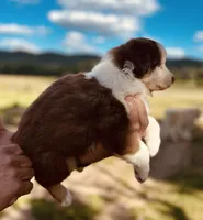 3 RTF  AKC, a female Australian Shepherd for sale in Georgia, GA – 3 of 8