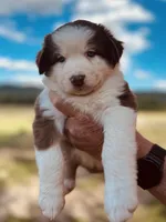 3 RTF  AKC, a female Australian Shepherd for sale in Georgia, GA – 4 of 8