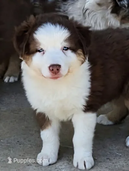 3 RTF  AKC – Australian Shepherd puppy on hold in Georgia, GA