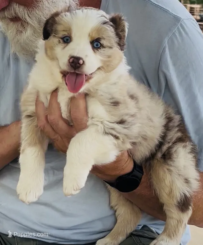 5 RMF AKC – Australian Shepherd puppy on hold in Georgia, GA