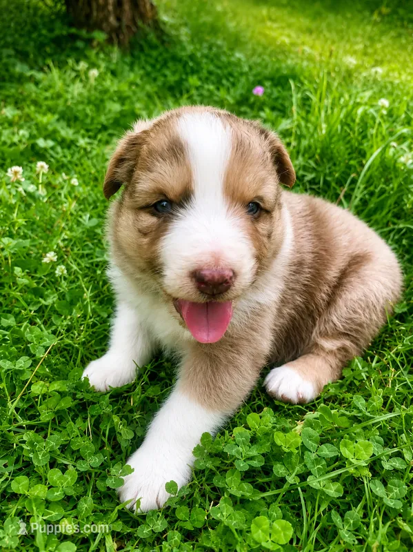 Lime – Australian Shepherd puppy for sale in Grantsville, WV