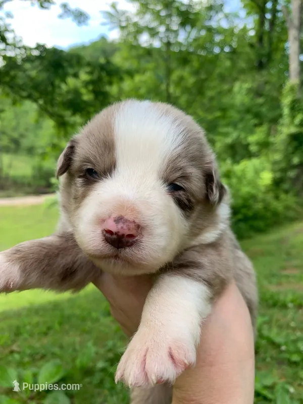 Blue – Australian Shepherd puppy for sale in Grantsville, WV