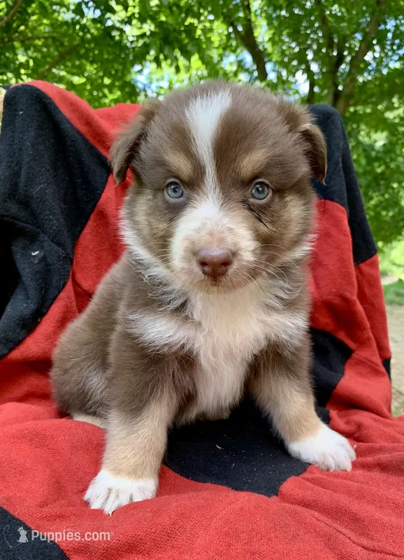 Orange  – Australian Shepherd puppy on hold in Grantsville, WV
