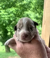 Black , a male Australian Shepherd for sale in Grantsville, WV – 1 of 2