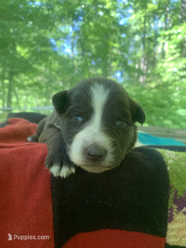 Pink  – Australian Shepherd puppy for sale in Grantsville, WV