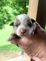 Blue, a male Australian Shepherd for sale in Grantsville, WV – 1 of 2