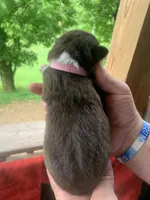 Pink , a female Australian Shepherd for sale in Grantsville, WV – 2 of 2