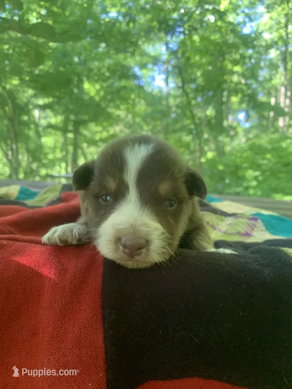 Orange  – Australian Shepherd puppy for sale in Grantsville, WV