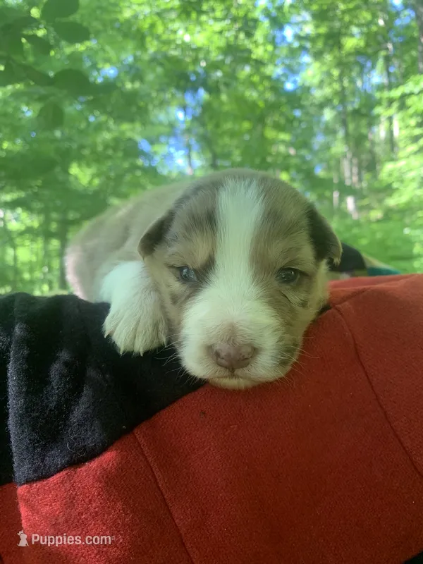 Lime – Australian Shepherd puppy for sale in Grantsville, WV