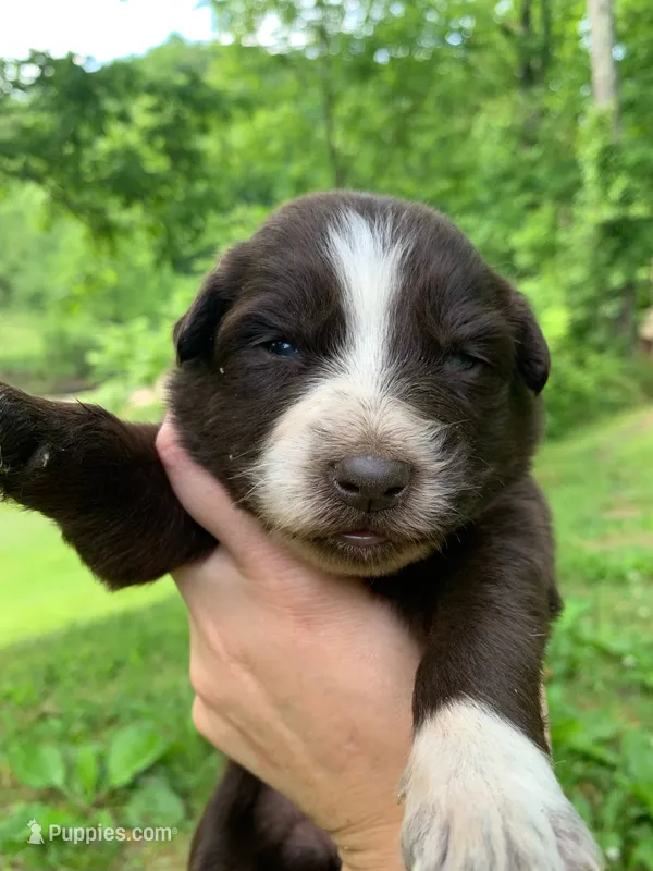 Pink  – Australian Shepherd puppy for sale in Grantsville, WV
