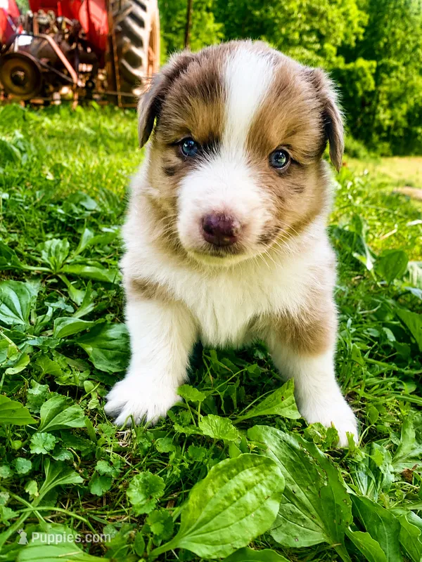 Lime – Australian Shepherd puppy for sale in Grantsville, WV