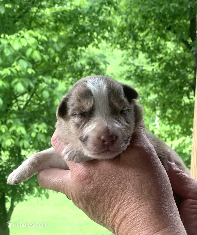 Lime – Australian Shepherd puppy for sale in Grantsville, WV
