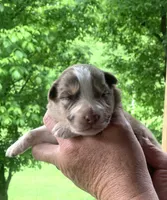 Lime, a male Australian Shepherd for sale in Grantsville, WV – 1 of 2