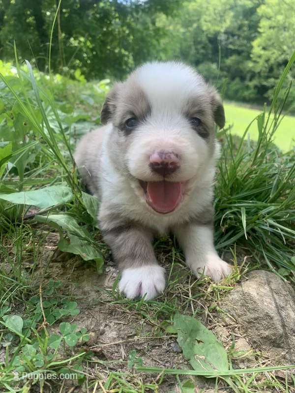Blue – Australian Shepherd puppy for sale in Grantsville, WV