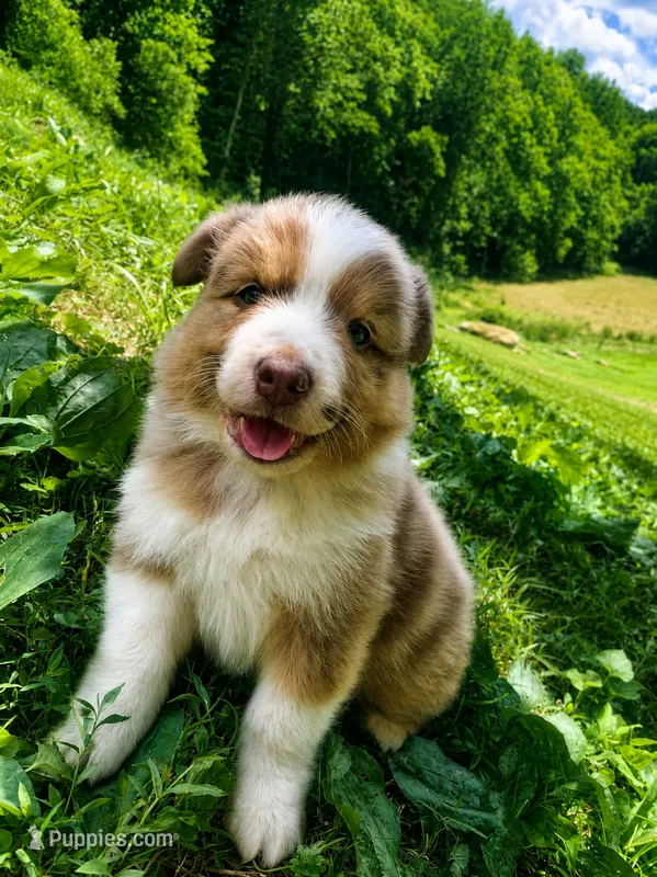 Lime – Australian Shepherd puppy for sale in Grantsville, WV