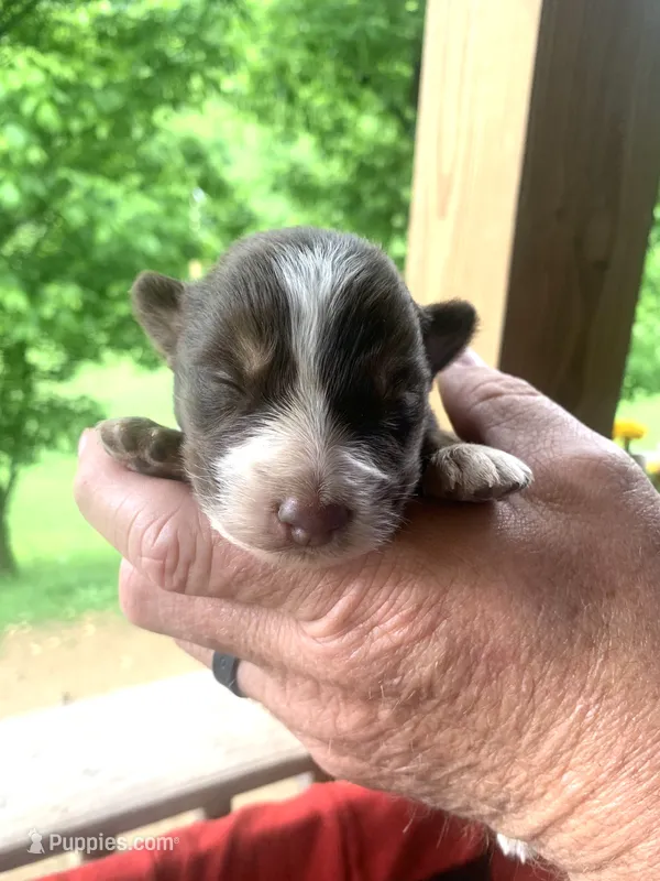 Orange  – Australian Shepherd puppy for sale in Grantsville, WV