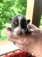 Orange , a male Australian Shepherd for sale in Grantsville, WV – 1 of 2
