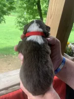 Red, a male Australian Shepherd for sale in Grantsville, WV – 2 of 2