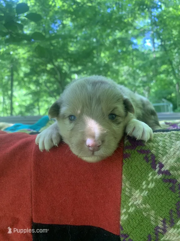 Purple  – Australian Shepherd puppy for sale in Grantsville, WV