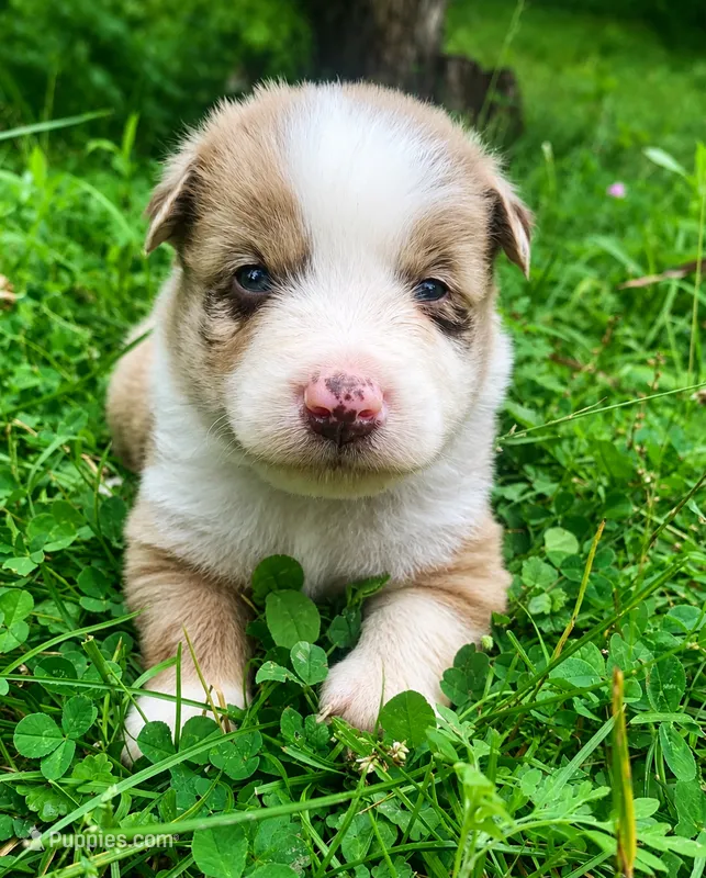 Blue – Australian Shepherd puppy for sale in Grantsville, WV
