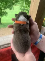 Orange , a male Australian Shepherd for sale in Grantsville, WV – 2 of 2