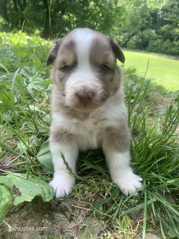 Lime – Australian Shepherd puppy for sale in Grantsville, WV
