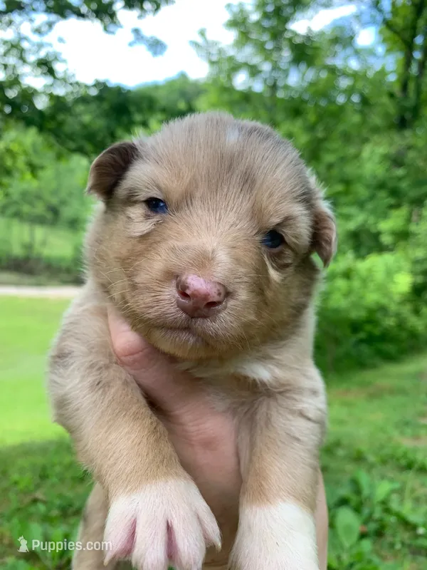 Purple  – Australian Shepherd puppy for sale in Grantsville, WV