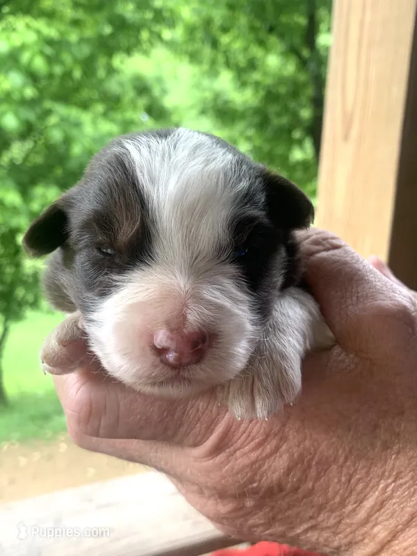 Red – Australian Shepherd puppy for sale in Grantsville, WV
