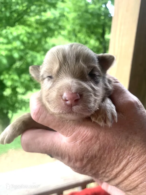 Purple  – Australian Shepherd puppy for sale in Grantsville, WV