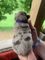 Purple , a female Australian Shepherd for sale in Grantsville, WV – 2 of 2