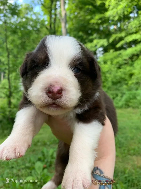 Red – Australian Shepherd puppy for sale in Grantsville, WV