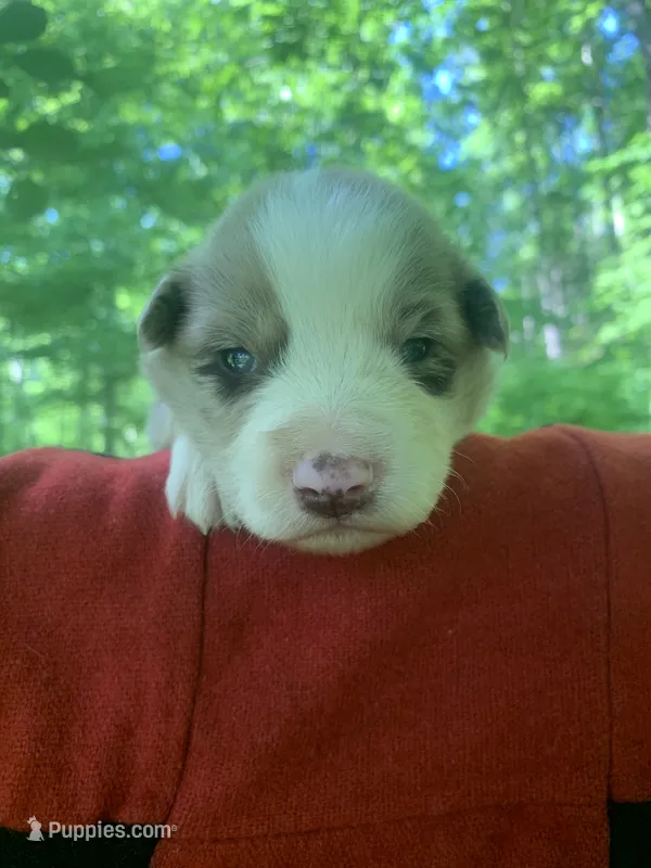 Blue – Australian Shepherd puppy for sale in Grantsville, WV