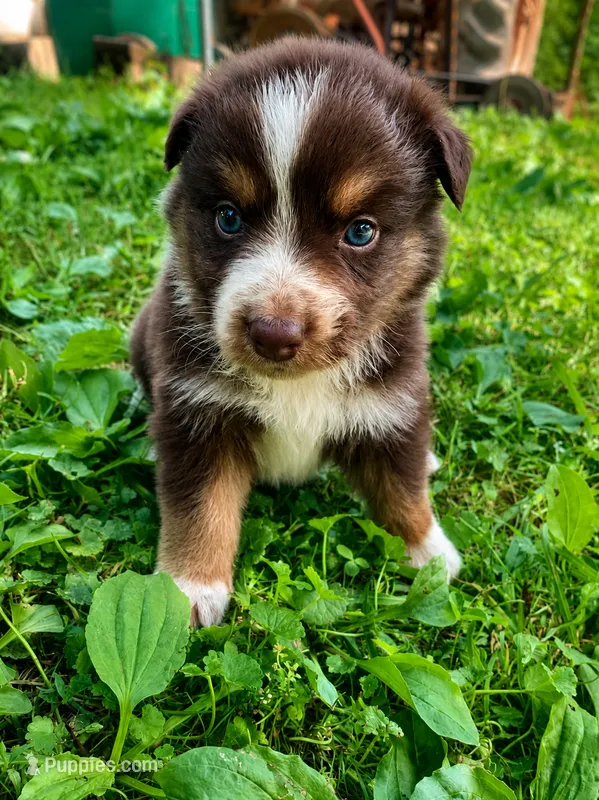 Orange  – Australian Shepherd puppy for sale in Grantsville, WV