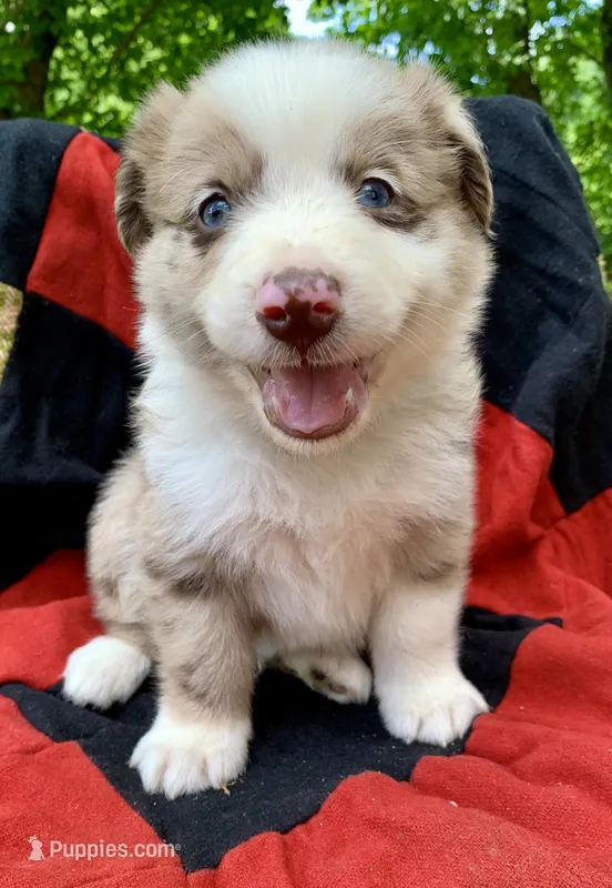 Blue – Australian Shepherd puppy for sale in Grantsville, WV