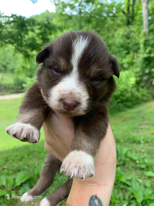 Orange  – Australian Shepherd puppy for sale in Grantsville, WV