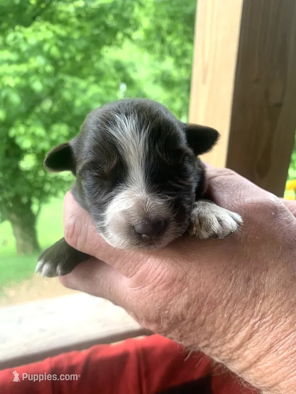 Pink  – Australian Shepherd puppy for sale in Grantsville, WV