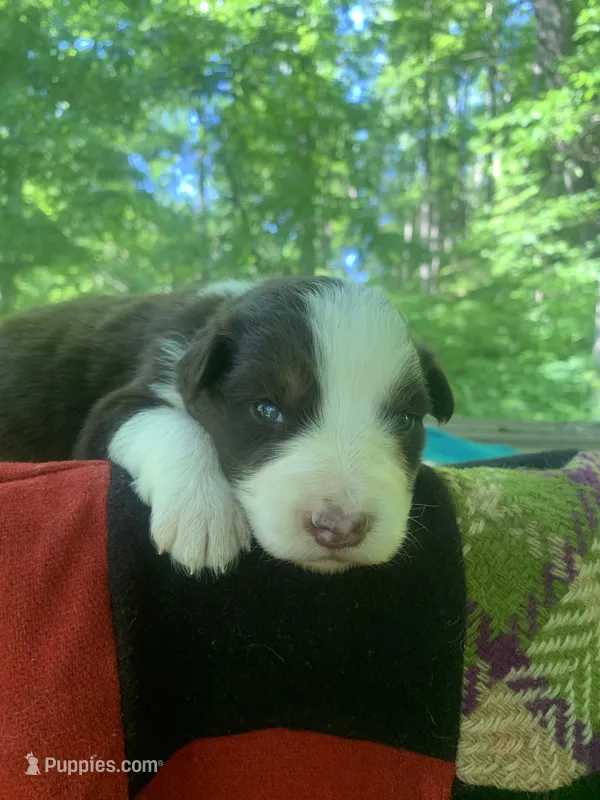 Red – Australian Shepherd puppy for sale in Grantsville, WV