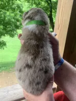 Lime, a male Australian Shepherd for sale in Grantsville, WV – 2 of 2
