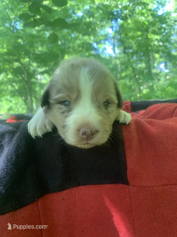 Black  – Australian Shepherd puppy for sale in Grantsville, WV