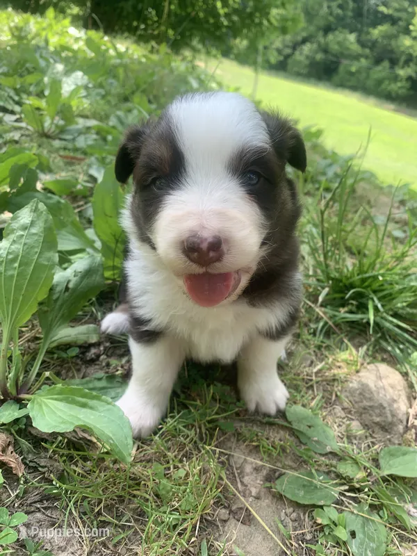 Red – Australian Shepherd puppy for sale in Grantsville, WV