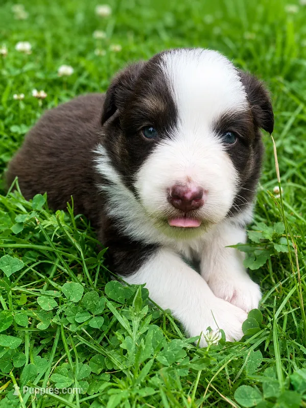 Red – Australian Shepherd puppy for sale in Grantsville, WV