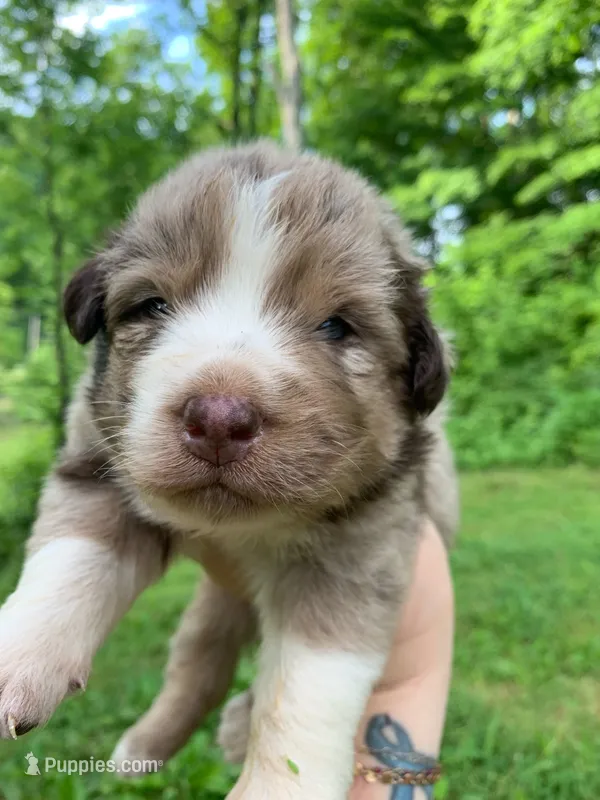 Black  – Australian Shepherd puppy for sale in Grantsville, WV