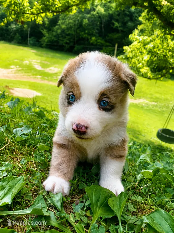 Blue – Australian Shepherd puppy for sale in Grantsville, WV