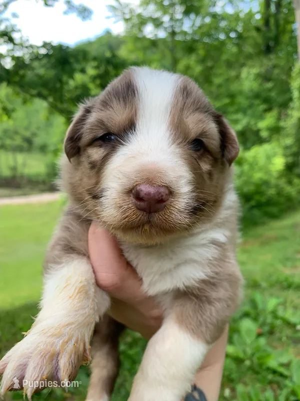 Lime – Australian Shepherd puppy for sale in Grantsville, WV