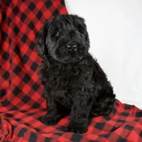 Alayna, a female Giant Schnauzer for sale in Millersburg, OH – Photo 5 of 8