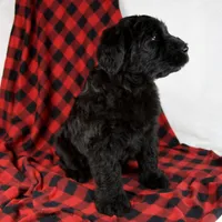 Alayna, a female Giant Schnauzer for sale in Millersburg, OH – Photo 3 of 8