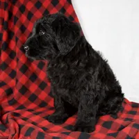 Alayna, a female Giant Schnauzer for sale in Millersburg, OH – Photo 6 of 8